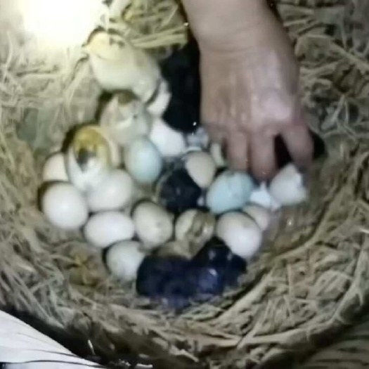 重庆市农家土鸡蛋，￼￼￼无抗生素，小时候的味道。￼￼