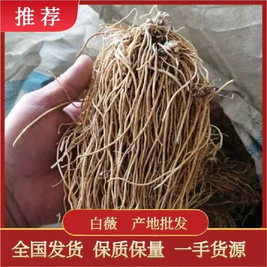 白薇  东北辽宁大叶直水洗干货，基地直发价格实惠
