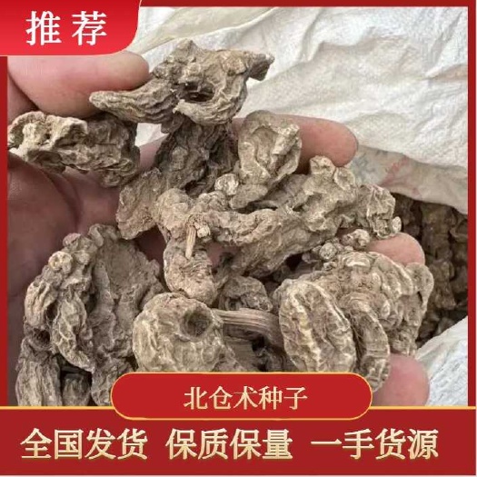 辽南条形苍术新种子  辽宁北苍术种子种苗，价格实惠