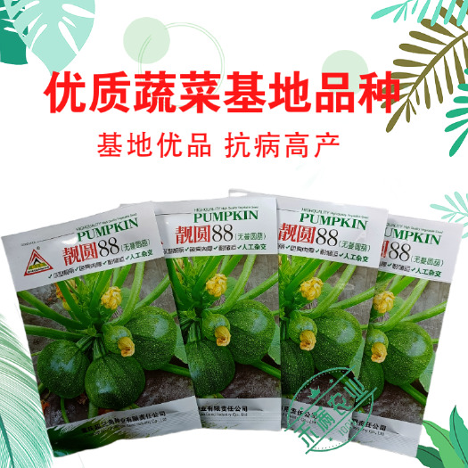 武汉早熟无蔓圆葫南瓜种子靓圆88矮生嫩南瓜西葫芦种籽圆球形高山可