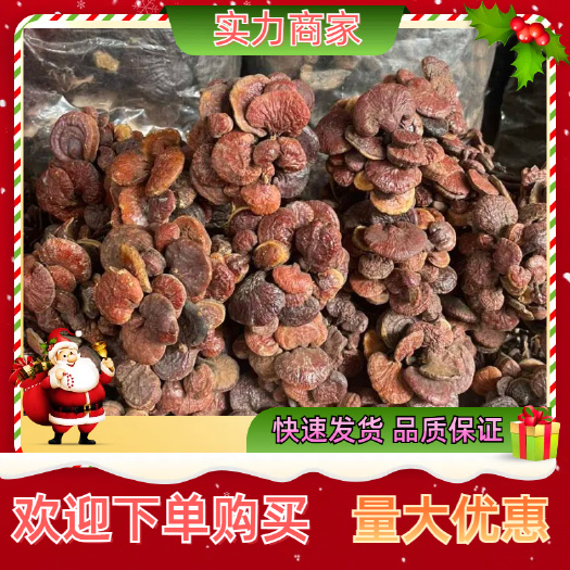 玉林灵芝王长腿红灵芝赤灵芝小红灵芝一手货源稳定供货