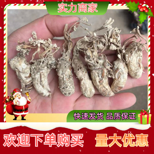 郎溪县金蝉花 蝉花新货 知了花 产地直发 色白饱满，品质保证正品