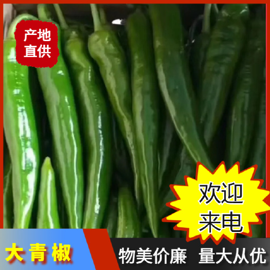 诏安县福建 漳州 诏安 大青椒 一手货源产地直发