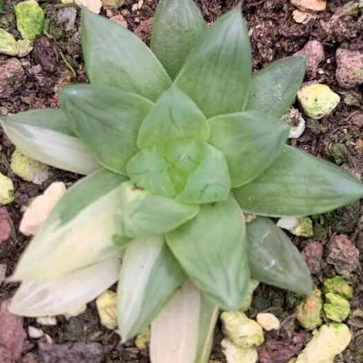 屏南县十二卷多肉植物花火锦，多肉植物组培苗，穴盘苗批发