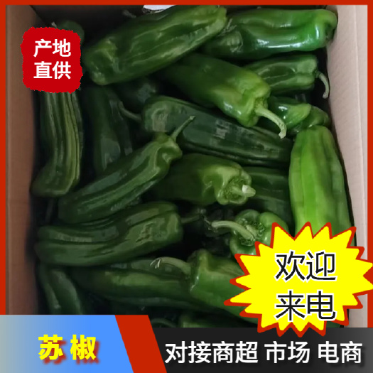 福建 漳州 苏椒一手货源产地直发