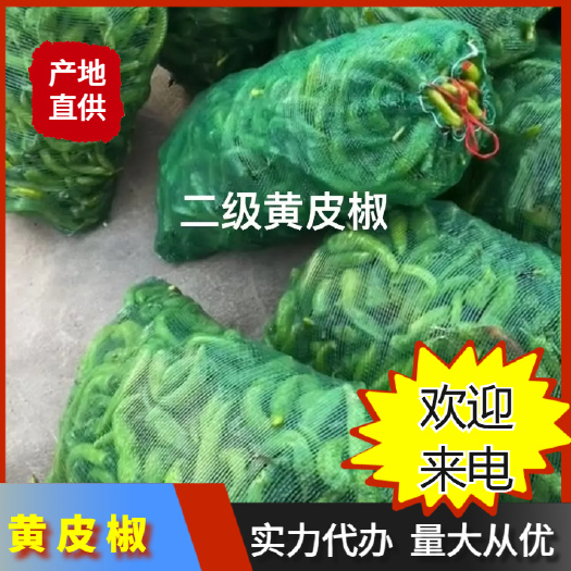 福建 漳州 诏安 黄皮椒一手货源产地直发支出各种包装
