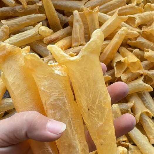 北海35头黄花胶 黄花筒胶 A货 精品货500克