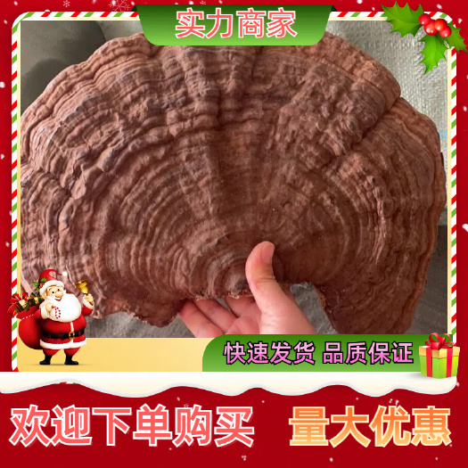 玉林平盖灵芝黑灵芝棕色心一手货源长期稳定供货