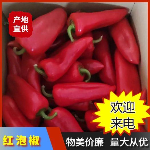福建 漳州 诏安 红泡椒一手货源产地直发