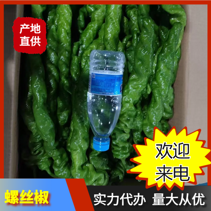 福建 漳州 詔安 螺絲椒一手貨源產(chǎn)地直發(fā)