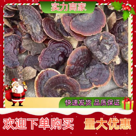 无柄赤灵芝  越南无柄赤芝 红灵芝 一手货源全国发货
