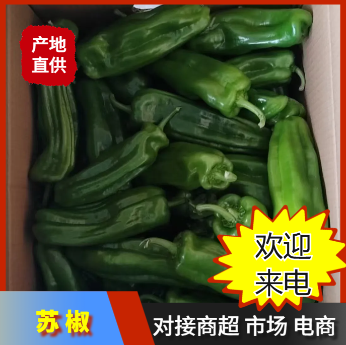 福建 漳州 蘇椒一手貨源產(chǎn)地直發(fā)