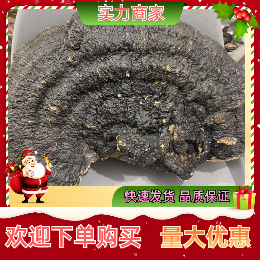 玉林薄树芝黑灵芝薄盖黑灵芝香味浓一手货源批发