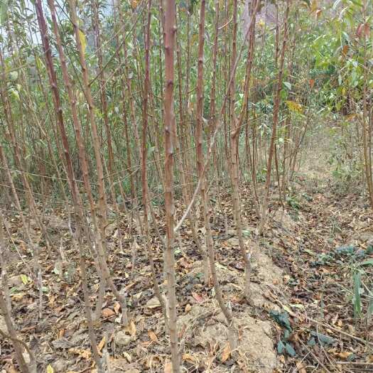 镇宁县【优质】蜂糖李树苗基地直供嫁接苗甜度高果大