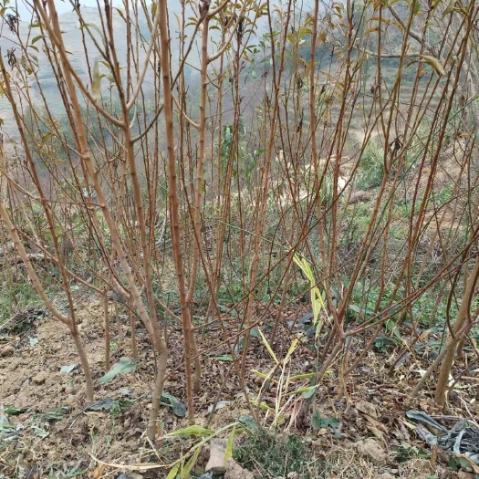 镇宁县【推荐】蜂糖李苗先挖现发基地直供