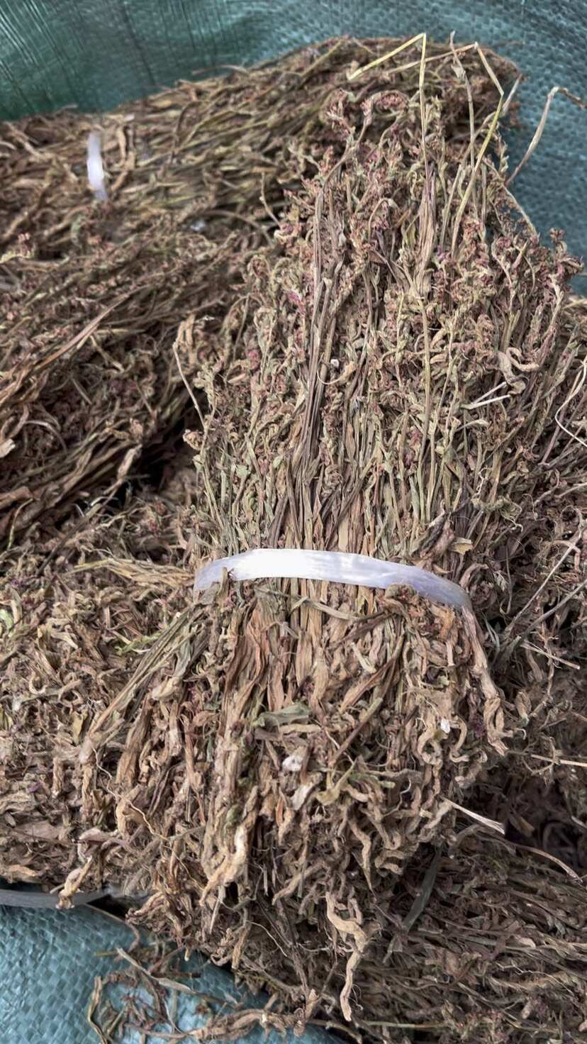 盘龙参中药材一线香 猪辽参 龙抱柱 猪鞭草 猪潦子 龙缠柱