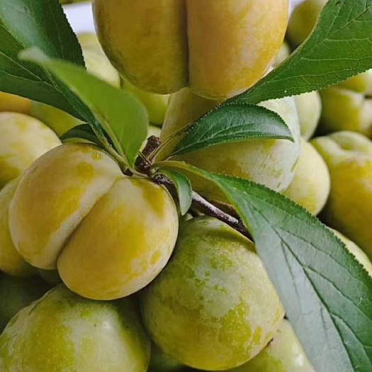 镇宁县【推荐】贵州蜂糖李树苗常年供货量大价优