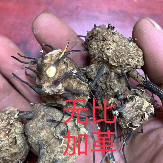 昆明中药材无比加革晒干无比加革个子
