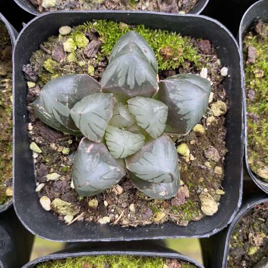 屏南县闽卉十二卷多肉植物，组培苗，组培苗代工，穴盘苗批发，盆栽
