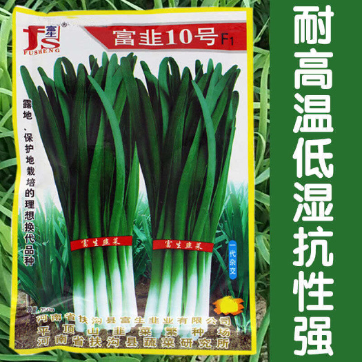 郑州富韭10号韭菜种子 直立性好 抗倒伏 叶色深绿 辛辣味浓