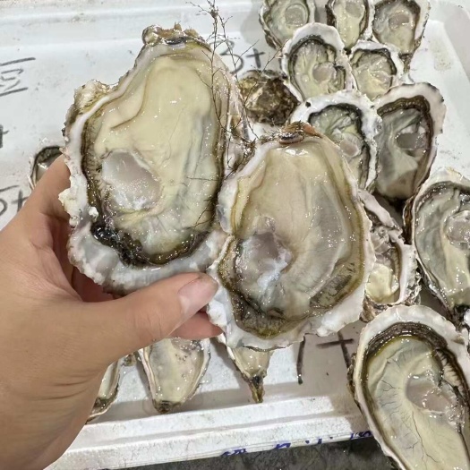 饶平县鸿运水产乳山生蚝半壳生蚝精华蚝精品生蚝肥度饱满