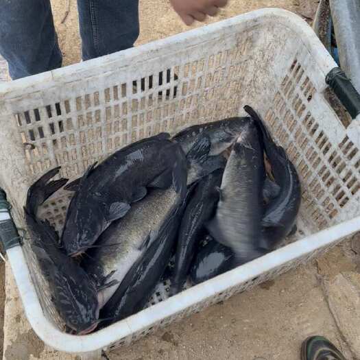 定远县鮰鱼大量，有需要联系