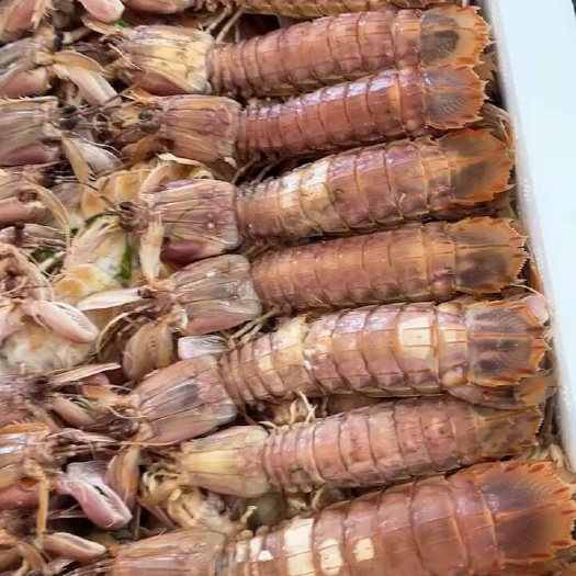 连云港江苏省连云港市赣榆区新鲜皮皮虾产地直发