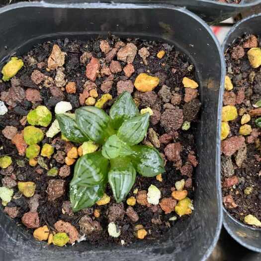 屏南县闽卉十二卷多肉植物，组培苗，组培苗代工，穴盘苗批发，盆栽