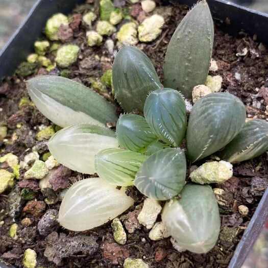 闽卉十二卷多肉植物，组培苗，组培苗代工，穴盘苗批发，盆栽