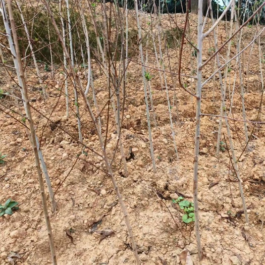 镇宁县【推荐】蜂糖李树苗直生苗基地直发量大价优