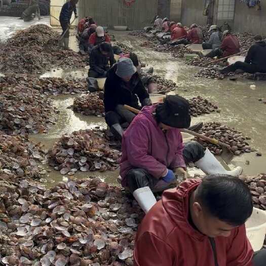 烟台深海扇贝，每天上岸五船新鲜活扇贝，有丁有壳原浆丁，活壳
