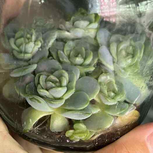 屏南县闽卉景天科多肉植物，组培苗，组培苗代工，穴盘苗批发，盆栽