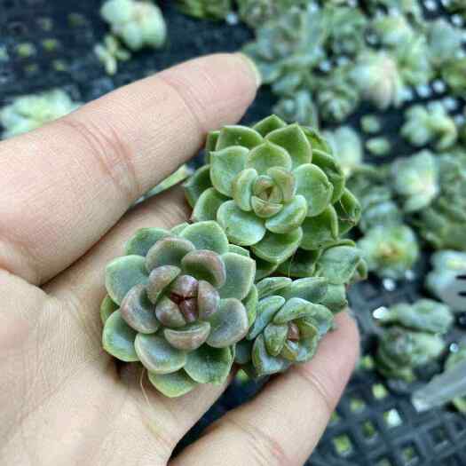 屏南县闽卉景天科多肉植物，组培苗，组培苗代工，穴盘苗批发，盆栽