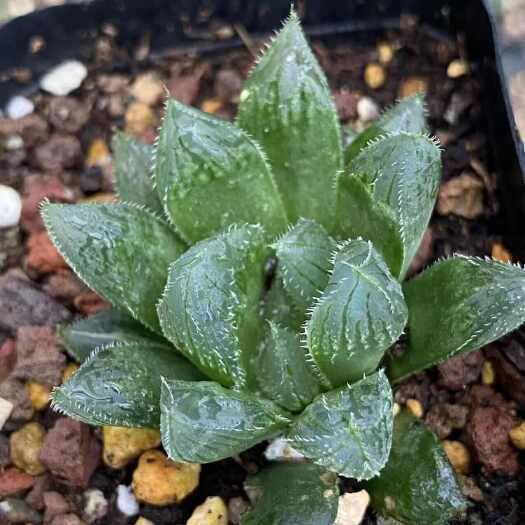 屏南县闽卉十二卷多肉植物，组培苗，组培苗代工，穴盘苗批发，盆栽