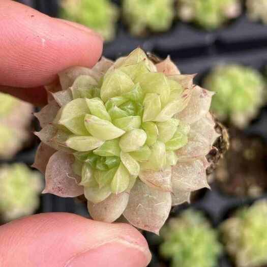 屏南县闽卉景天科多肉植物，组培苗，组培苗代工，穴盘苗批发，盆栽