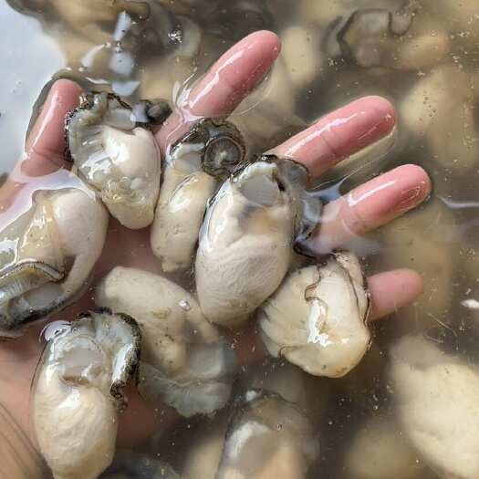 饶平县广东饶平新鲜珍珠蚝 产地直发，特大，中蚝，小蚝肉
