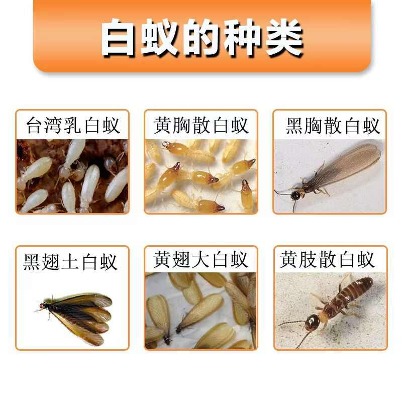 荣诚吡虫啉10%室外庭院灭白蚁药杀虫剂大面积花园除白蚂蚁药液