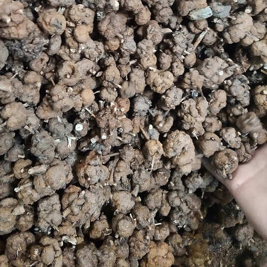 消留果 黄花香果香树瘤 消留藤 过路黄寄生 消流果 新货