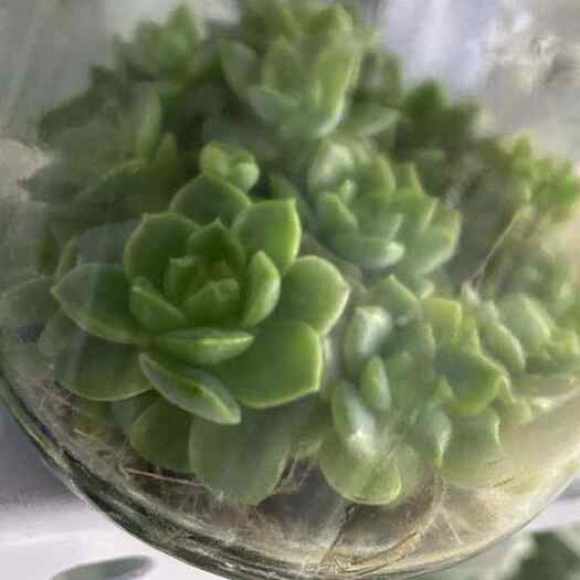 屏南县闽卉多肉植物景天科，瓶苗，组培苗代工，穴盘苗批发，盆栽
