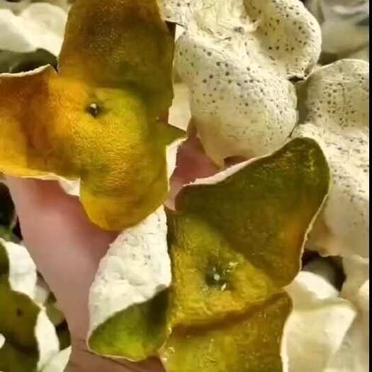 江门新会圈枝陈皮，东甲，梅岗，天马茶坑，
