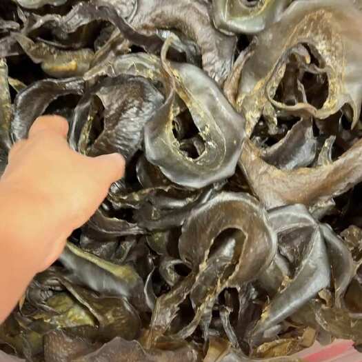 北海甲鱼裙边 水鱼边 大号 28头左右一斤