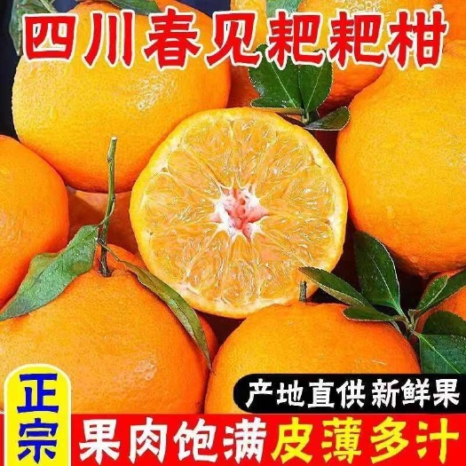 仁寿县无籽耙耙柑 果径75-85mm 糖16度 支持代发