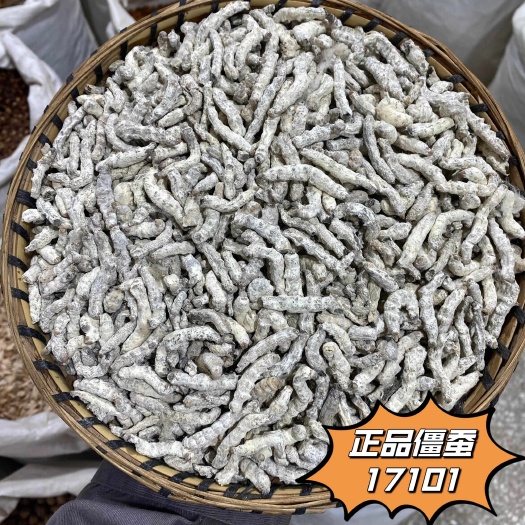 昆明僵蚕 精选优质正品断面玻璃心