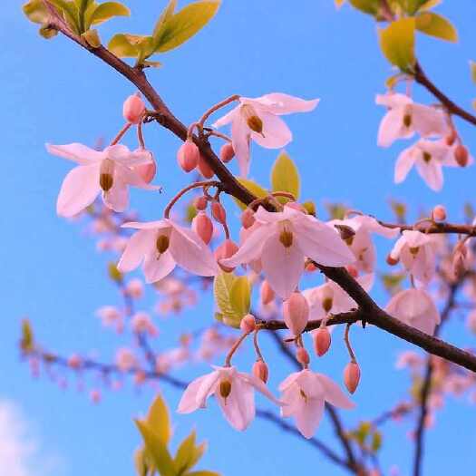海宁市供应“玢姬花”（高度50-60厘米）