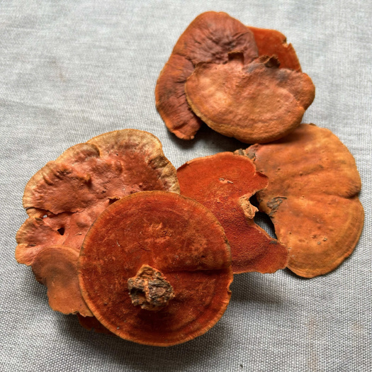 昆明红栓菌 牛樟芝 血红栓菌 一件代发