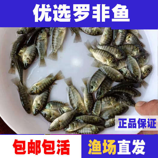 广州罗非鱼苗单性罗非鱼场地直销