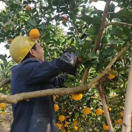 麻阳县麻阳冰糖橙（锦红冰糖橙）-自家果园 现采现发