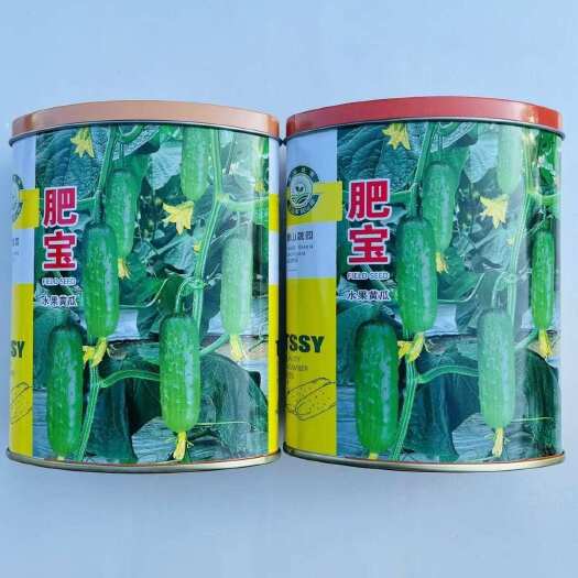 肥宝水果黄瓜种子 旱黄瓜种子 节节有瓜 抗病油亮 中刺
