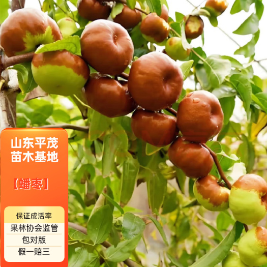 平邑县枣树苗精品嫁接蟠枣树苗现挖现发