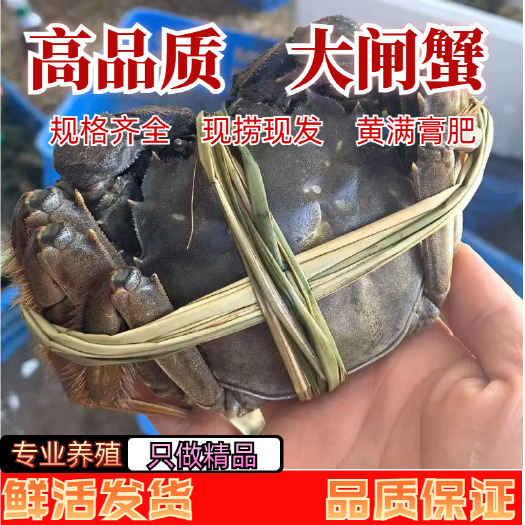 洪湖市大闸蟹  优良水质  湖区塘区养殖